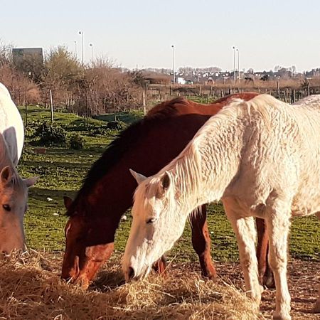 Petite Maison Dans La Campagne A 10 Mn A Pied Du Centre Ville Arles Ngoại thất bức ảnh