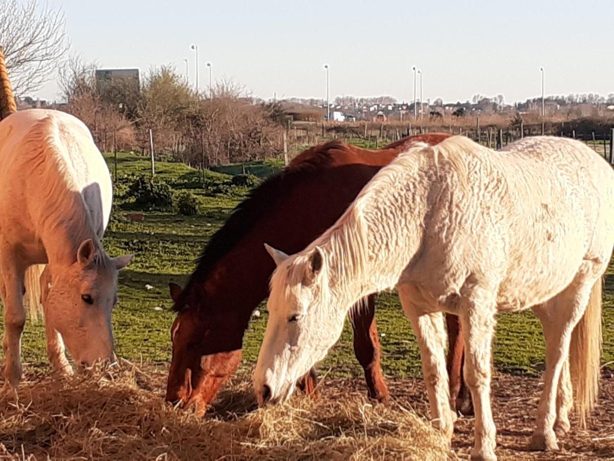 Petite Maison Dans La Campagne A 10 Mn A Pied Du Centre Ville Arles Ngoại thất bức ảnh